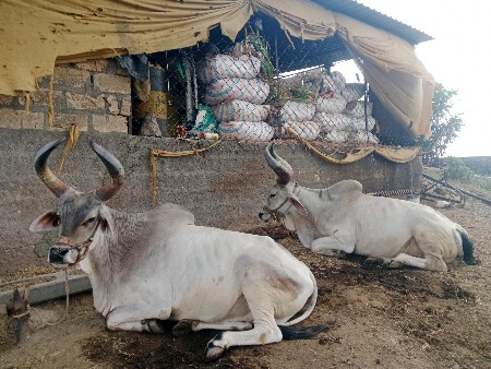 મટીયાણા