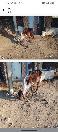વેચવાની