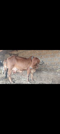 ગીર ગાય વેચવાની છે