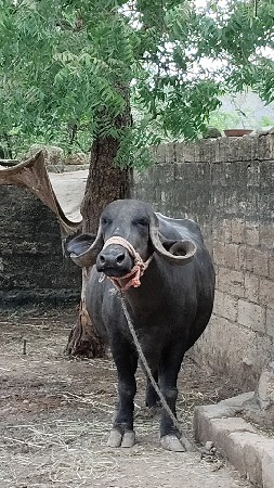 ભેંસ વેચવાની છે