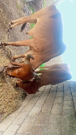 બળદ ગોઢલા વેચવાના છે.