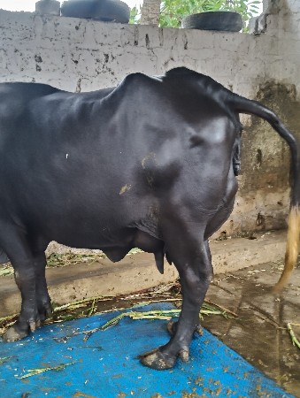 ભેંસ વેચવાની છે