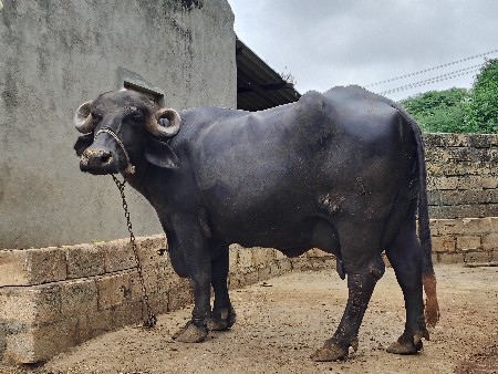 ભેંસ વેચવાની છેબીજુ વેતર વીયાહે