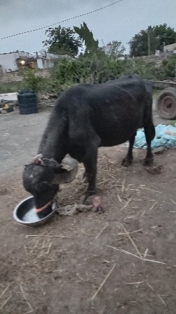 ભેંશ