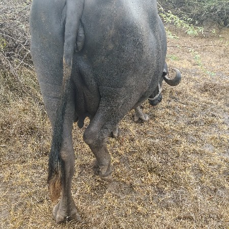 ભેંસ
