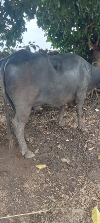 ભેંશ વેશવાનીછે