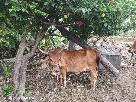 દેશી ગાય