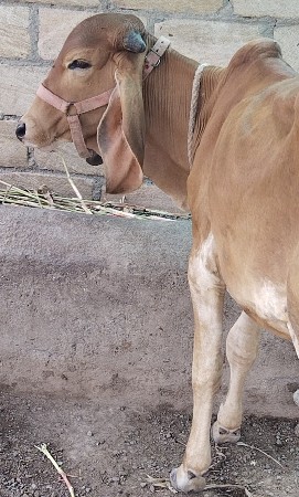 ગીર
