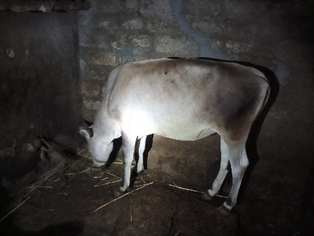 વાછડી