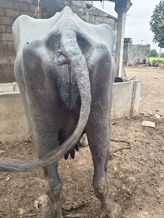 ભેંસ વેચવાની છે વેતર ત્રીજો