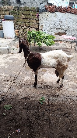 રાજસ્થાની તોતાપુરી બકરી વેચવાની