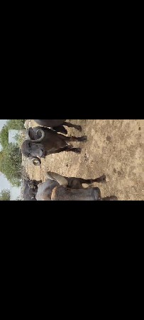 એક સાથે 10 ભેંસો વેચવાની છે