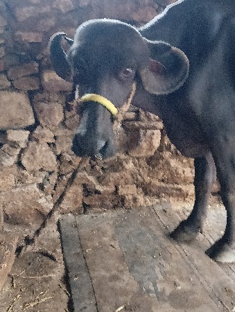 ભૈસ વેચવાની છે વેતર 2
