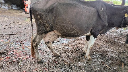 ગાય વેચવાની છે