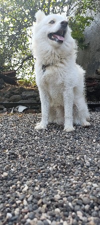 pom Dog