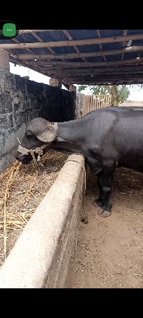 સરસ