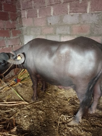 ત્રણ ભેંસો વેચવાની છે