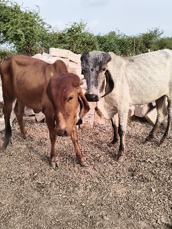 વા