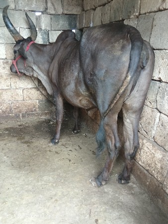 કાંકરેજ ગાય વેચવાની છે