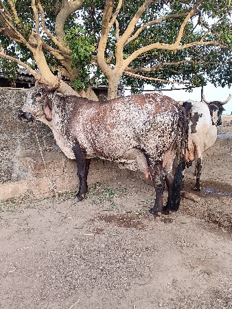 ગીર ક્રોસ ગાય વેશવાની છે