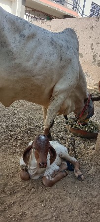कपीला गाय ्वेशाछे