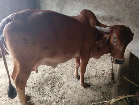 2 vetar se 9 month gabhan che
