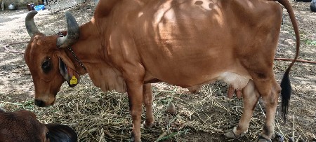 દેશી ગાય દેવાની સે