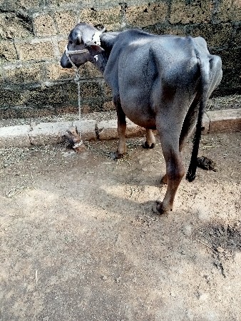 પાડી વેચવાની છે