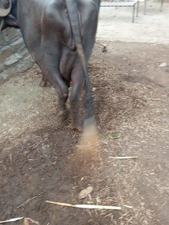 ભેંસ વેચવાની છે