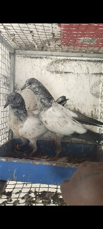 boder vara pathha