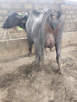 ભેંસ વેચવાની છે