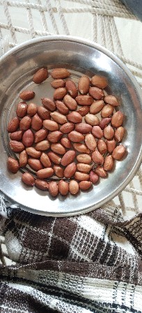 ૨૨નંબર મગફળીનુ બીયરણ
