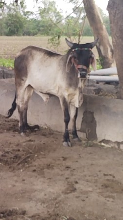બળદ વેચવાનો છે