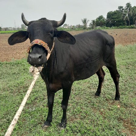 4 મહિના થિયા થઈ એને
