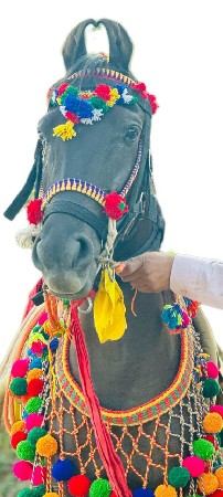 ઘોડી