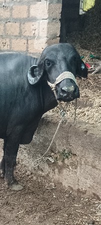 , ભેંસ વેચવાની છે