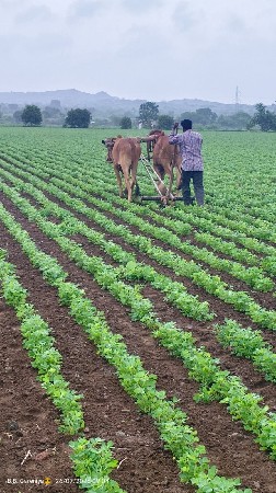 ગોઢલા વેચવાના છે