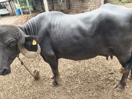 15 દિવસ ની કાશી
