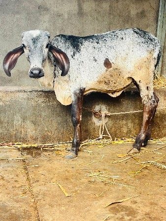 ગીર ક્રોસ વાછડી વેચવાની છે