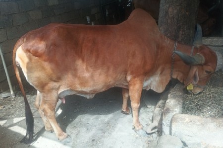 દેસી ગાય વેચવાની છે આપી દેવી છે