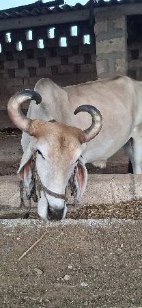 ફુલ સોજો  પાણીયારો