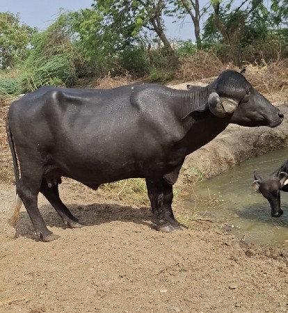 ભેંસ