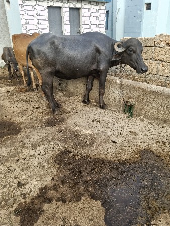 bhes veshvani se