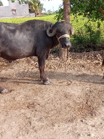 બહુસારો છે
