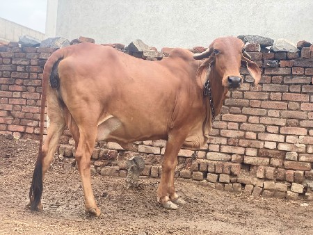 દેશી ગાય વેચવાની છે