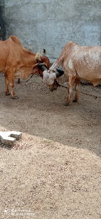વજશી કરમુર