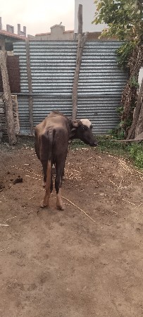 ખડેલી વેચવાની છે