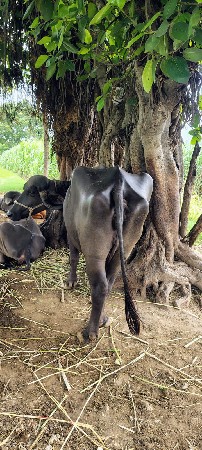ભેંસ