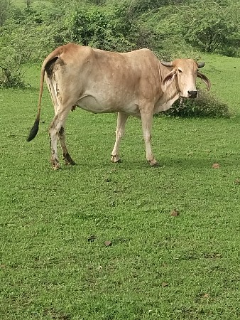 ગાય