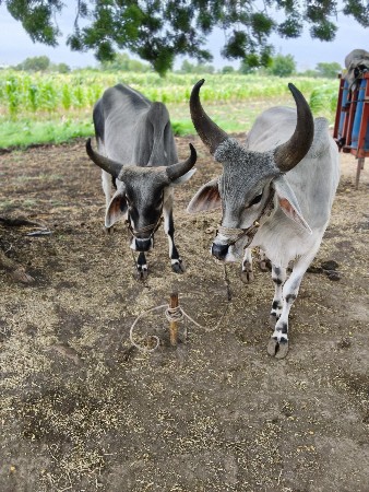 બળદ નેસના ના સે